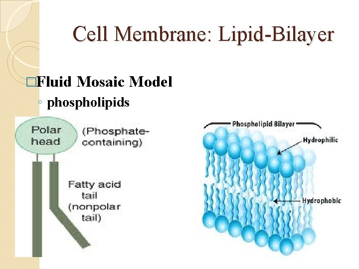 Cell Membrane: Lipid-Bilayer �Fluid Mosaic Model ◦ phospholipids 