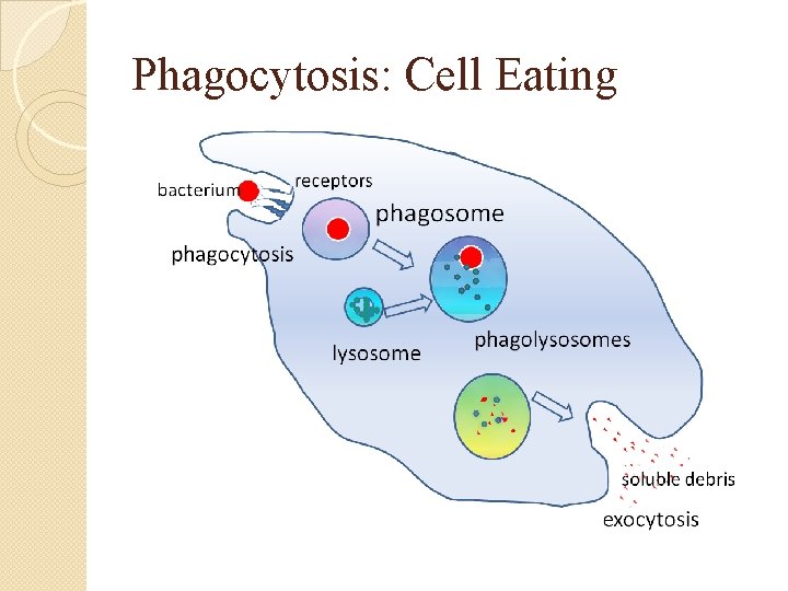 Phagocytosis: Cell Eating 