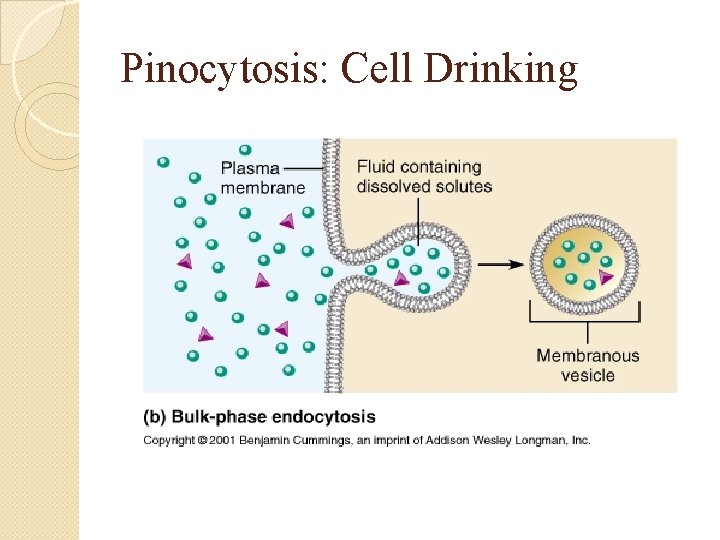 Pinocytosis: Cell Drinking 