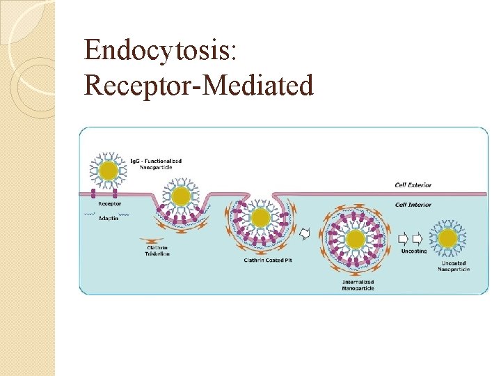 Endocytosis: Receptor-Mediated 