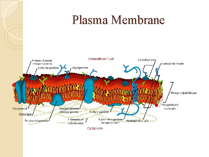 Plasma Membrane 