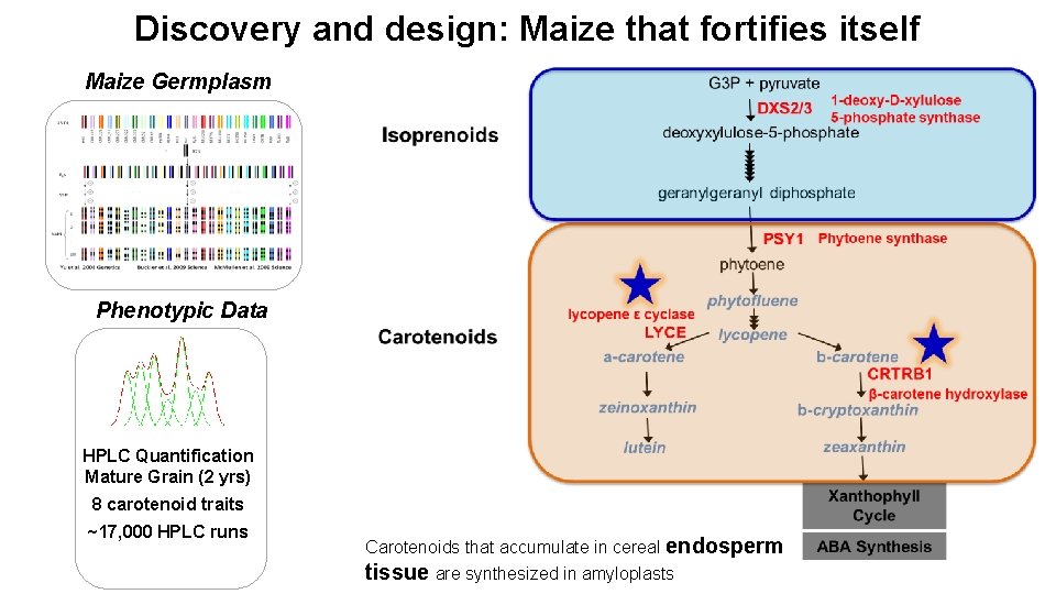 Discovery and design: Maize that fortifies itself Maize Germplasm Phenotypic Data HPLC Quantification Mature