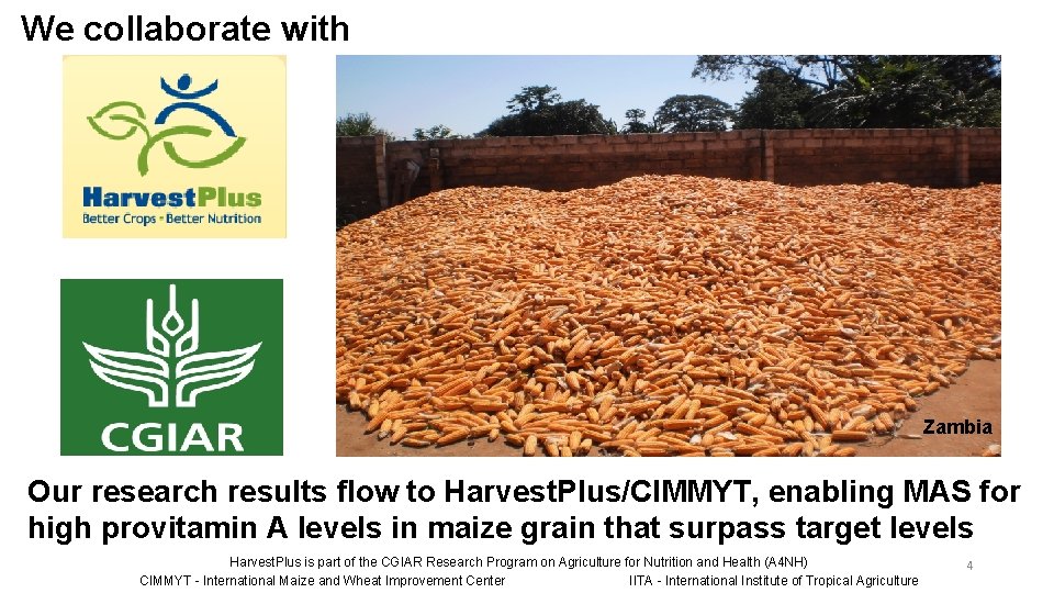 We collaborate with Zambia Our research results flow to Harvest. Plus/CIMMYT, enabling MAS for