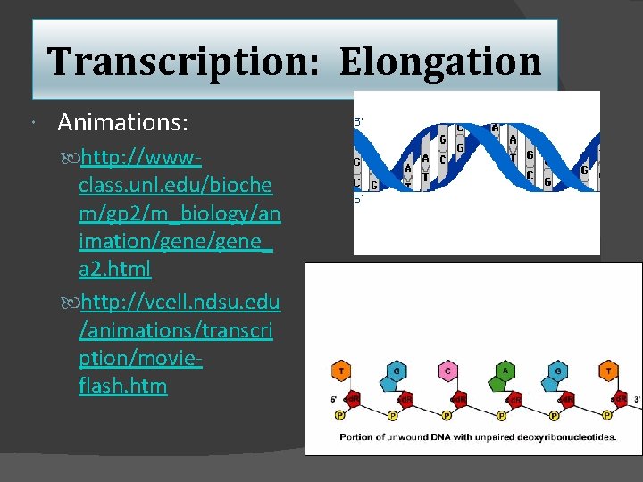 Transcription: Elongation Animations: http: //www- class. unl. edu/bioche m/gp 2/m_biology/an imation/gene_ a 2. html