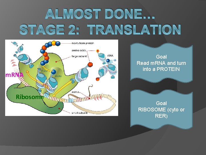 ALMOST DONE… STAGE 2: TRANSLATION m. RNA Ribosome Goal Read m. RNA and turn