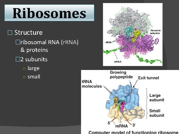 Ribosomes � Structure �ribosomal RNA (r. RNA) & proteins � 2 subunits ○ large