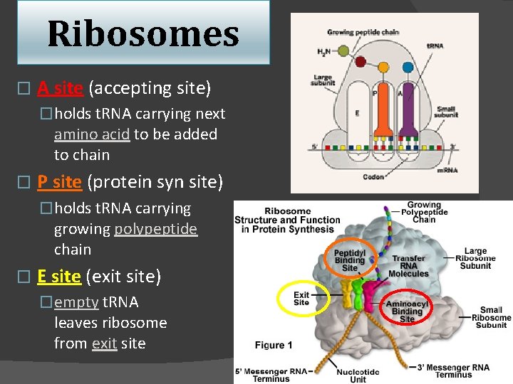 Ribosomes � A site (accepting site) �holds t. RNA carrying next amino acid to