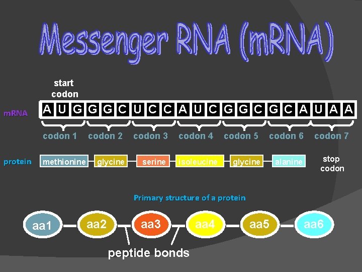 start codon m. RNA A U G G G C U C C A