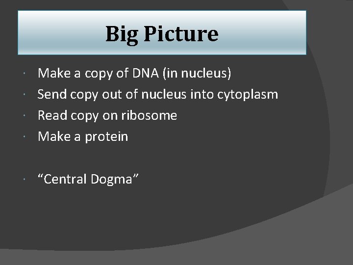 Big Picture Make a copy of DNA (in nucleus) Send copy out of nucleus