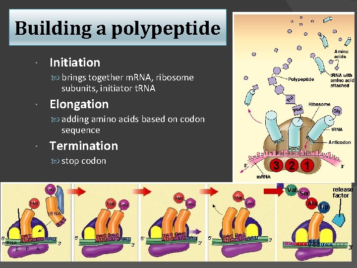 Building a polypeptide Initiation brings together m. RNA, ribosome subunits, initiator t. RNA Elongation