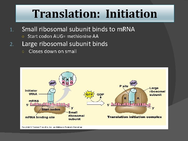 Translation: Initiation 1. Small ribosomal subunit binds to m. RNA ○ Start codon AUG=