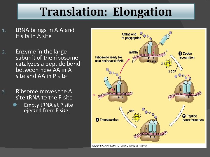 Translation: Elongation 1. t. RNA brings in A. A and it sits in A