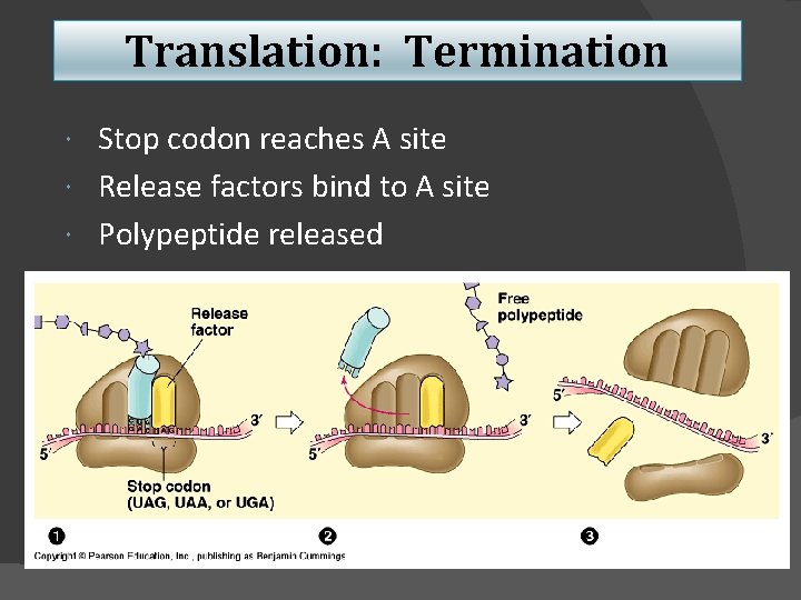 Translation: Termination Stop codon reaches A site Release factors bind to A site Polypeptide