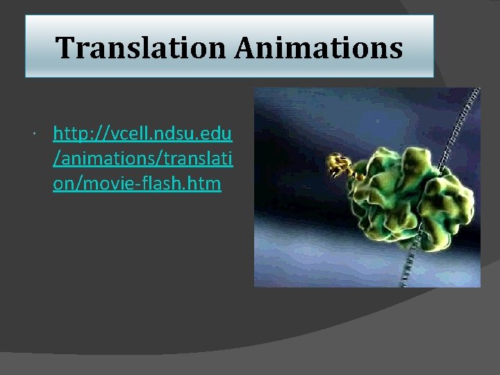 Translation Animations http: //vcell. ndsu. edu /animations/translati on/movie-flash. htm 