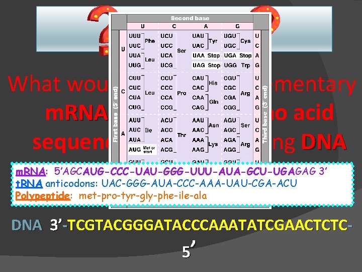 Question What would be the complementary m. RNA strand amino acid sequence for the
