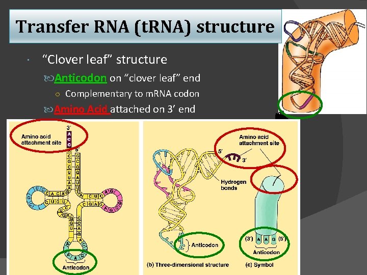Transfer RNA (t. RNA) structure “Clover leaf” structure Anticodon on “clover leaf” end ○