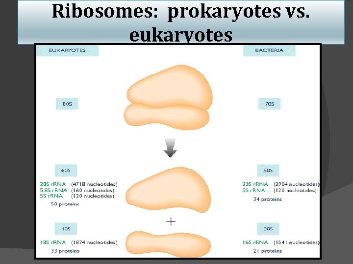 Ribosomes: prokaryotes vs. eukaryotes 