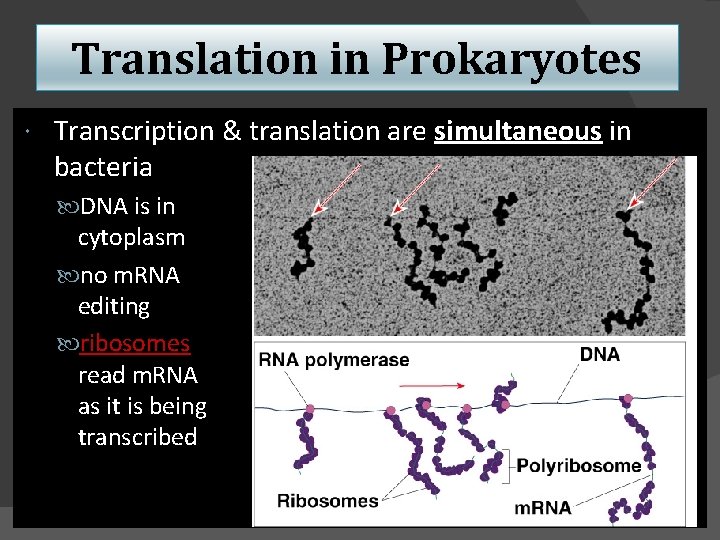 Translation in Prokaryotes Transcription & translation are simultaneous in bacteria DNA is in cytoplasm