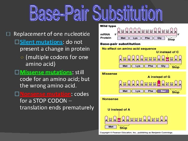 � Replacement of one nucleotide �Silent mutations: do not present a change in protein