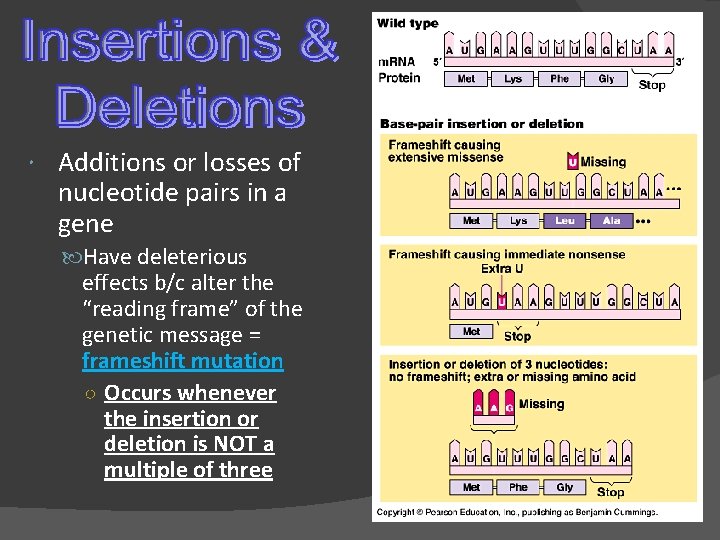  Additions or losses of nucleotide pairs in a gene Have deleterious effects b/c