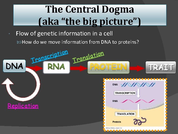 The Central Dogma (aka “the big picture”) Flow of genetic information in a cell