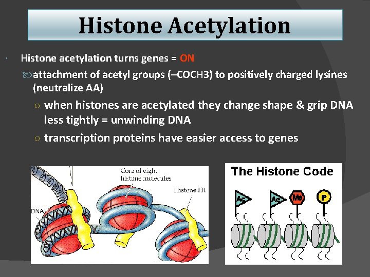 Histone Acetylation Histone acetylation turns genes = ON attachment of acetyl groups (–COCH 3)