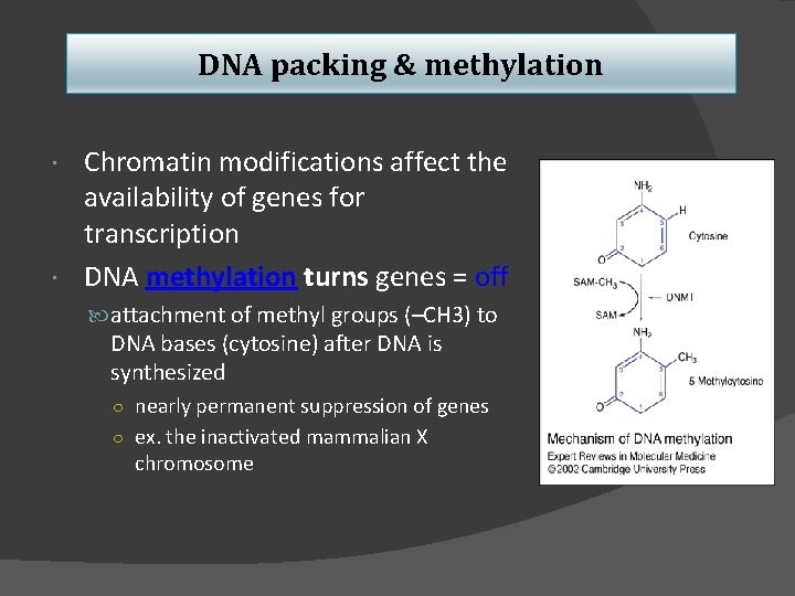 DNA packing & methylation Chromatin modifications affect the availability of genes for transcription DNA