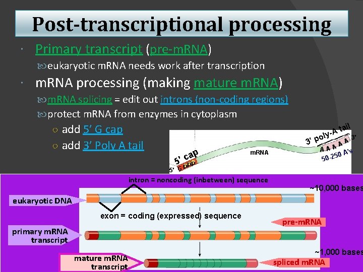 Post-transcriptional processing Primary transcript (pre-m. RNA) eukaryotic m. RNA needs work after transcription m.