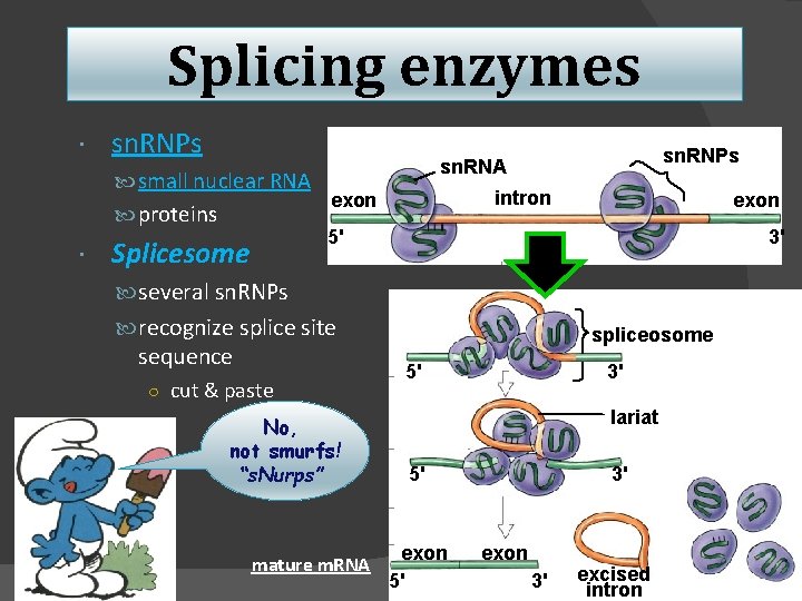 Splicing enzymes sn. RNPs small nuclear RNA proteins sn. RNPs sn. RNA intron exon