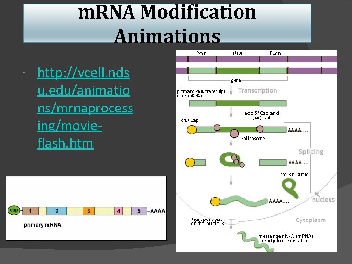 m. RNA Modification Animations http: //vcell. nds u. edu/animatio ns/mrnaprocess ing/movieflash. htm 