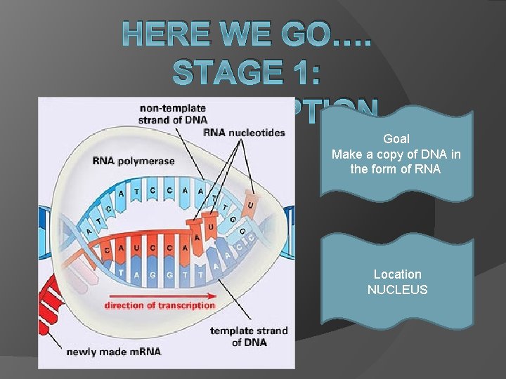 HERE WE GO…. STAGE 1: TRANSCRIPTION Goal Make a copy of DNA in the