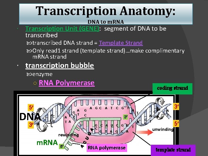 Transcription Anatomy: DNA to m. RNA Transcription Unit (GENE): segment of DNA to be