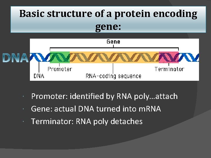 Basic structure of a protein encoding gene: Promoter: identified by RNA poly…attach Gene: actual
