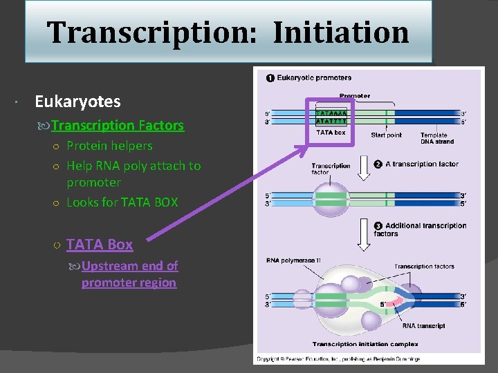 Transcription: Initiation Eukaryotes Transcription Factors ○ Protein helpers ○ Help RNA poly attach to
