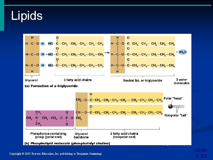 Lipids Figure 2. 14 a, b Copyright © 2003 Pearson Education, Inc. publishing as Lipids Figure 2. 14 a, b Copyright © 2003 Pearson Education, Inc. publishing as
