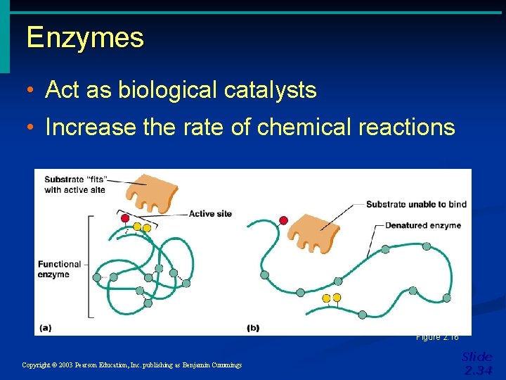 Enzymes • Act as biological catalysts • Increase the rate of chemical reactions Figure Enzymes • Act as biological catalysts • Increase the rate of chemical reactions Figure