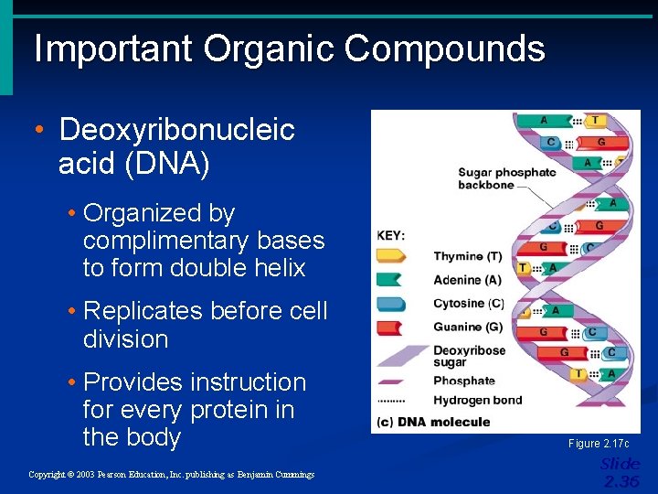Important Organic Compounds • Deoxyribonucleic acid (DNA) • Organized by complimentary bases to form Important Organic Compounds • Deoxyribonucleic acid (DNA) • Organized by complimentary bases to form