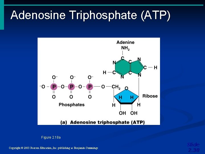 Adenosine Triphosphate (ATP) Figure 2. 18 a Copyright © 2003 Pearson Education, Inc. publishing Adenosine Triphosphate (ATP) Figure 2. 18 a Copyright © 2003 Pearson Education, Inc. publishing