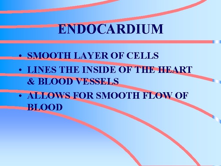 ENDOCARDIUM • SMOOTH LAYER OF CELLS • LINES THE INSIDE OF THE HEART &