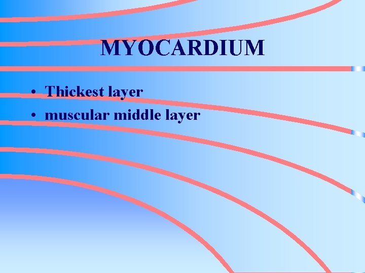 MYOCARDIUM • Thickest layer • muscular middle layer 