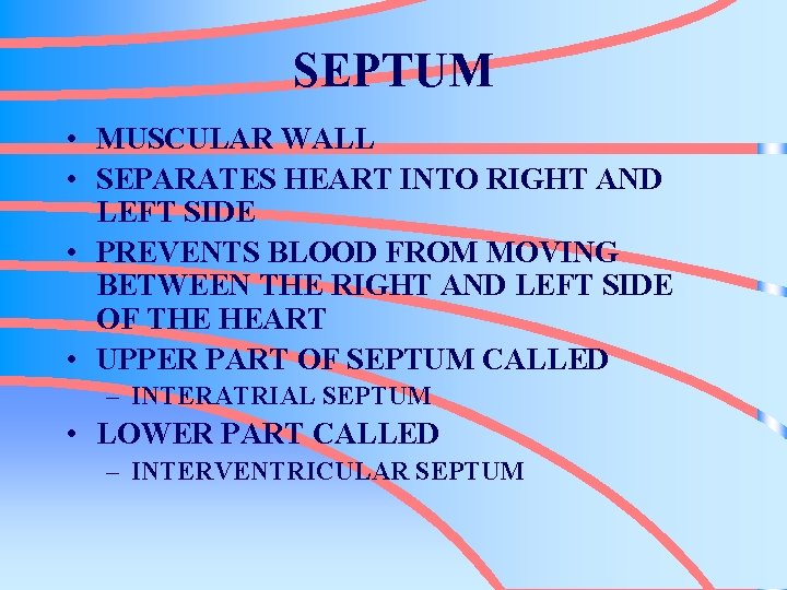 SEPTUM • MUSCULAR WALL • SEPARATES HEART INTO RIGHT AND LEFT SIDE • PREVENTS