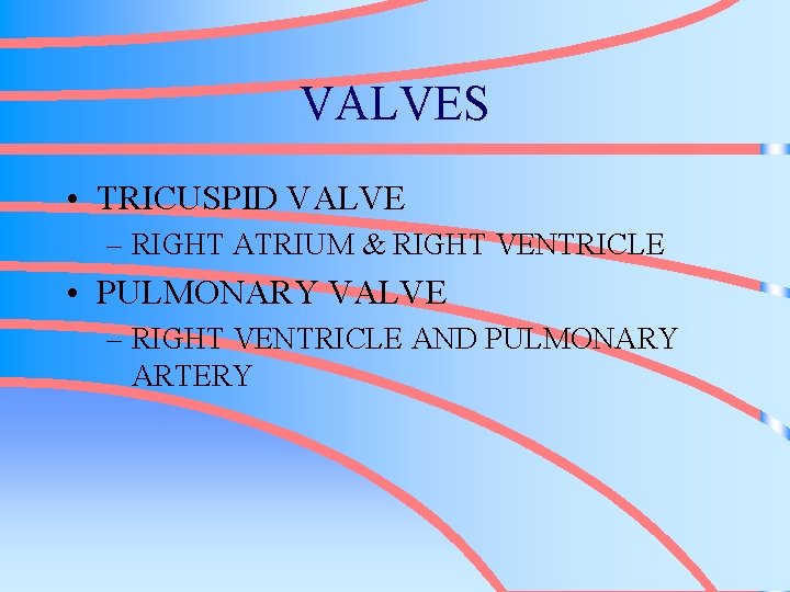 VALVES • TRICUSPID VALVE – RIGHT ATRIUM & RIGHT VENTRICLE • PULMONARY VALVE –