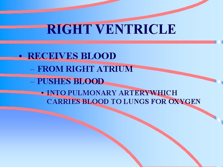 RIGHT VENTRICLE • RECEIVES BLOOD – FROM RIGHT ATRIUM – PUSHES BLOOD • INTO