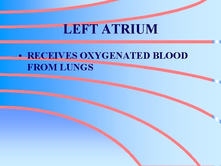 LEFT ATRIUM • RECEIVES OXYGENATED BLOOD FROM LUNGS 