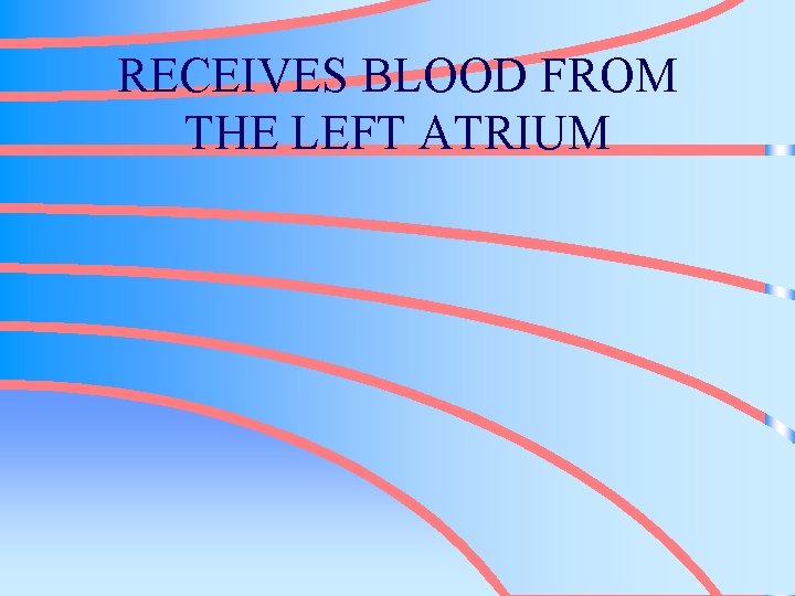 RECEIVES BLOOD FROM THE LEFT ATRIUM 