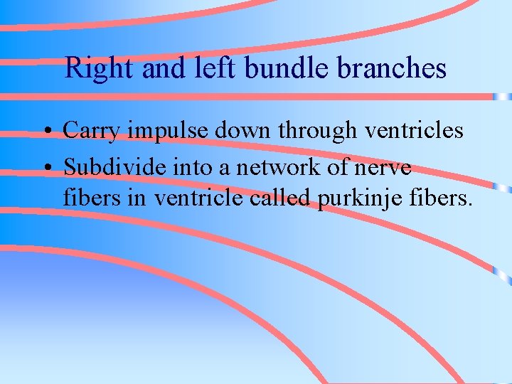 Right and left bundle branches • Carry impulse down through ventricles • Subdivide into