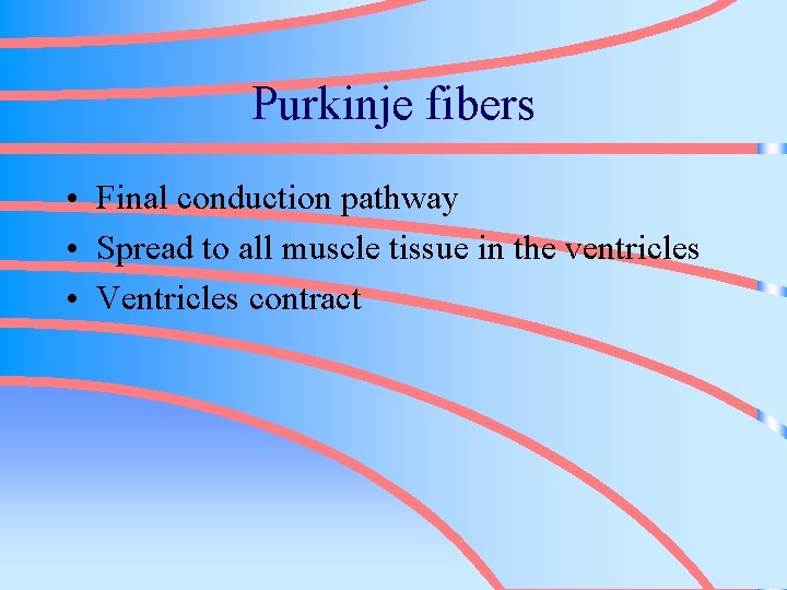 Purkinje fibers • Final conduction pathway • Spread to all muscle tissue in the