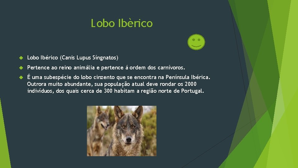 Lobo Ibèrico Lobo Ibérico (Canis Lupus Síngnatos) Pertence ao reino animália e pertence á