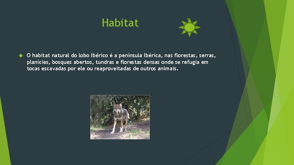 Habitat O habitat natural do lobo Ibérico é a península Ibérica, nas florestas, serras,
