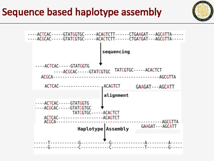 Sequence based haplotype assembly 